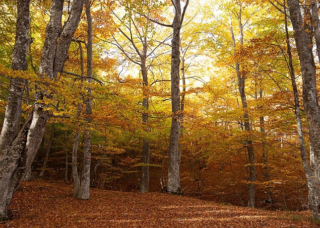 Vacanza d’Autunno a Montacuto 