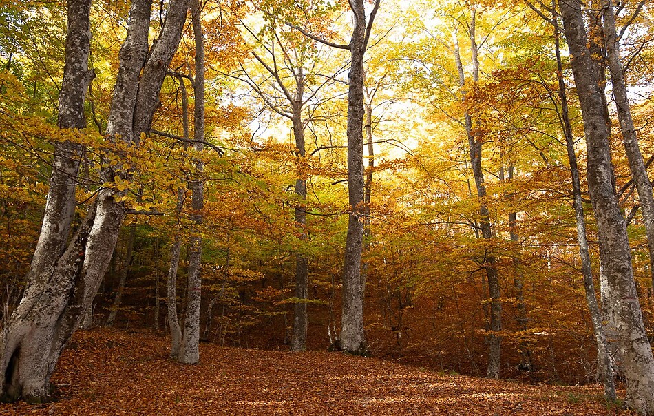 Vacanza d’Autunno a Montacuto 